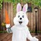 Adult Deluxe Bunny Costume with White Jumpsuit Fluffy Tail and Mascot Head